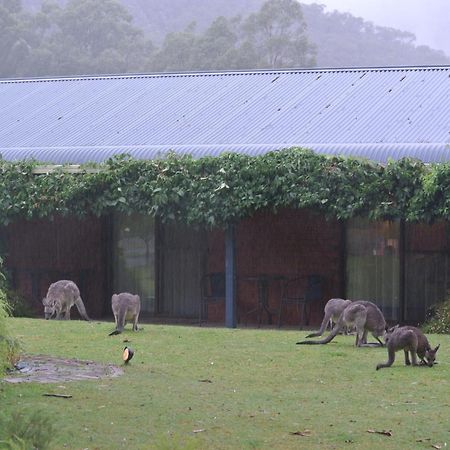 Kookaburra Motor alojamiento Halls Gap Exterior foto