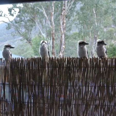 Kookaburra Motor alojamiento Halls Gap Exterior foto