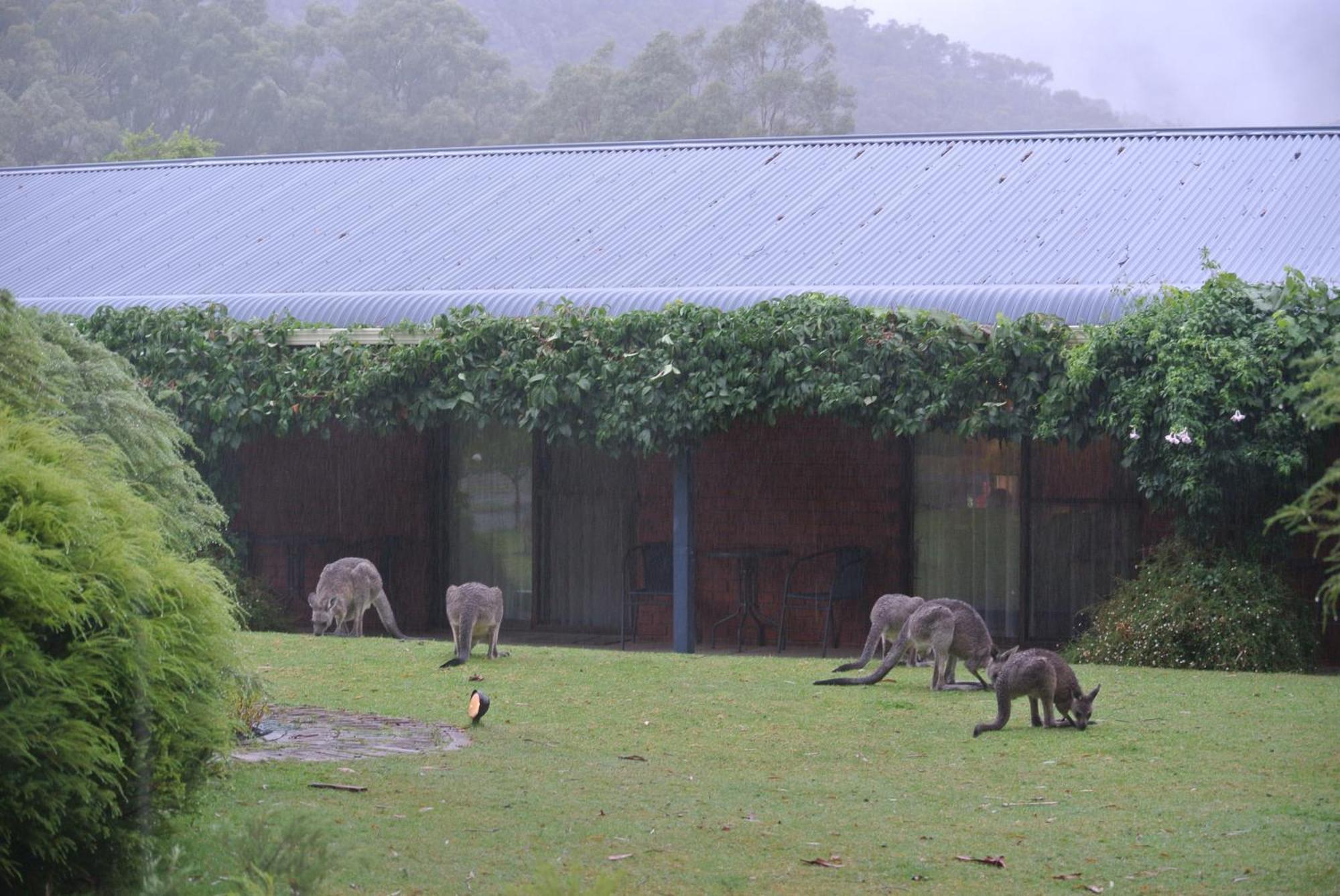 Kookaburra Motor alojamiento Halls Gap Exterior foto