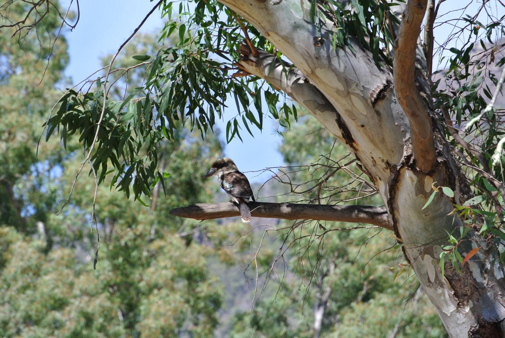 Kookaburra Motor alojamiento Halls Gap Exterior foto