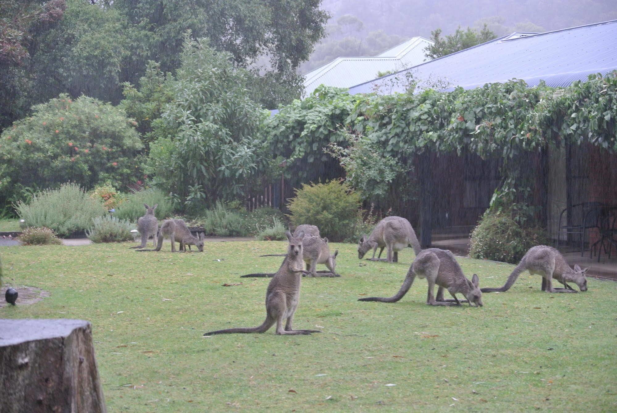 Kookaburra Motor alojamiento Halls Gap Exterior foto